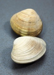Clams, venerupis sp