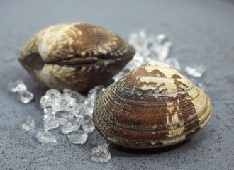 Clams, venerupis sp on Ice
