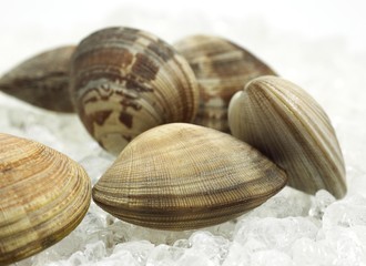 Clams, venerupis sp on Ice