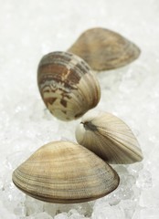 Clams, venerupis sp on Ice