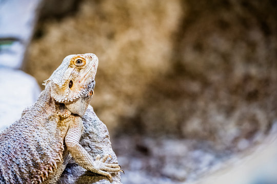 Portrait d'un dragon barbu ou agame barbu dans un terrarium