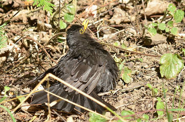 Amsel und Drossel auf Wiese