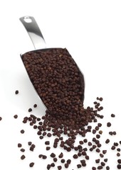Grains of Paradise, aframomum melegueta, African Spice against White Background