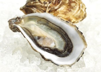 French Marennes d'Oleron Oysters, ostrea edulis on Ice
