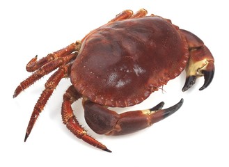 Fresh Edible Crab, cancer pagurus against White Background