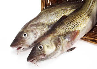 Fresh Cod, gadus morhua against White Background