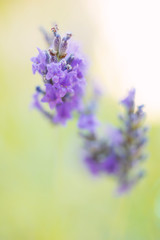 Fototapeta premium Close-up of lavender flower, natural background
