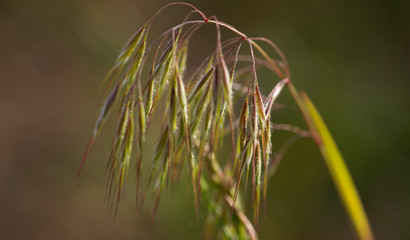 Dach-Trespe - Bromus tectorum