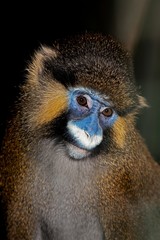 Moustached Monkey or Mustached Monkey, cercopithecus cephus, Portrait of Adult