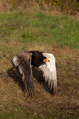 Bateleur Eagle, terathopius ecaudatus, Adult in Flight