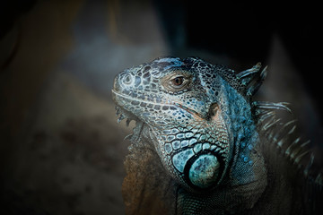 Iguane vert d'Amérique du Sud dans un terrarium