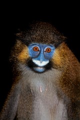 Moustached Monkey or Mustached Monkey, cercopithecus cephus, Portrait of Adult