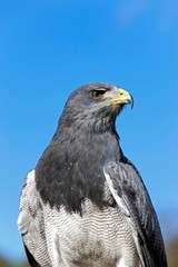 Black-Chested Buzzard-Eagle, geranoaetus melanoleucus, Adult