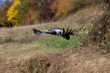 Black-Chested Buzzard-Eagle, geranoaetus melanoleucus, Adult in Flight