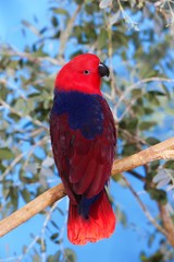 Eclectus Parrot, eclectus roratus, Female standing on Branch