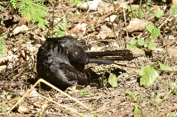 Amsel und Drossel auf Wiese