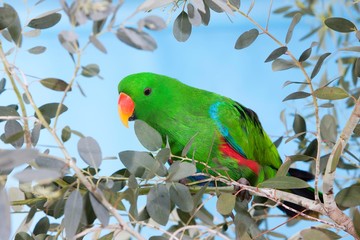 Eclectus Parrot, eclectus roratus, Male standing on Branch