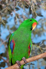 Eclectus Parrot, eclectus roratus, Male standing on Branch