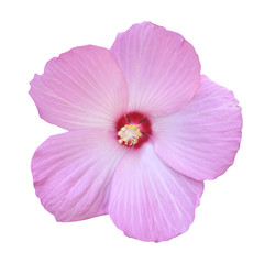Fototapeta na wymiar Hibiscus pink flower on isolated white background.