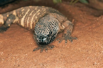 Beaded Lizard, heloderma horridum, a Venomous Specy