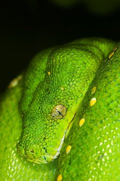 Green Tree Python, morelia viridis, close up of Head