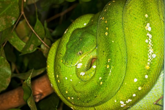 Green Tree Python, morelia viridis, Adult coiled on Branch