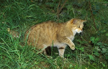 Obraz premium European Wildcat, felis silvestris with Leg up