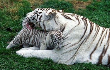Fototapeta na wymiar White Tiger, panthera tigris, Mother Licking Cub