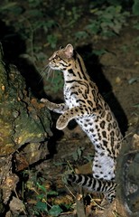 Margay Cat, leopardus wiedi, Adult standing on Hind Legs