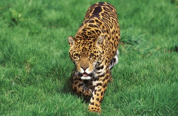 Jaguar, panthera onca, Male walking on Grass