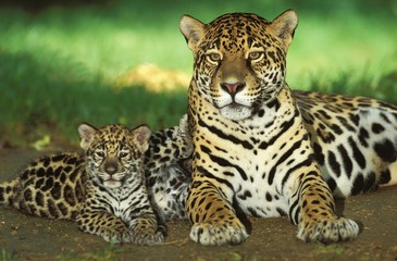 Jaguar, panthera onca, Mother with Cub
