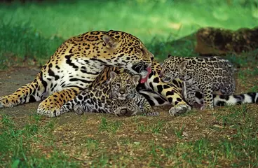 Foto op Plexiglas Jaguar, panthera onca, Mother Licking Cub © slowmotiongli