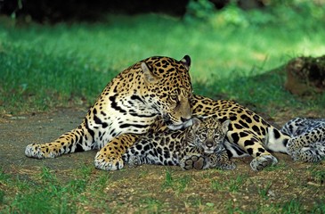 Fototapeta na wymiar Jaguar, panthera onca, Mother with Cub