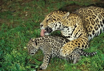 Naklejka na ściany i meble Jaguar, panthera onca, Mother Licking Cub
