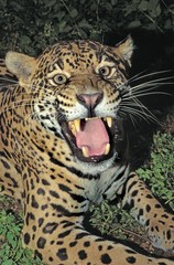Fototapeta na wymiar Jaguar, panthera onca, Female in Defensive Posture