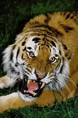 Siberian Tiger, panthera tigris altaica, Portrait of Adult snarling, in Defensive Posture