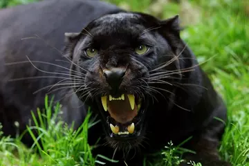 Tuinposter Black Panther, panthera pardus, Adult Snarling, in Defensive Posture © slowmotiongli