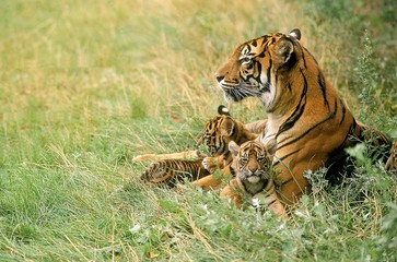 Sumatran Tiger, panthera tigris sumatrae, Mother with Cub