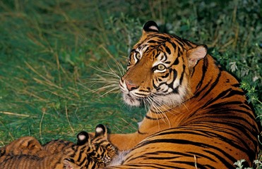 Sumatran Tiger, panthera tigris sumatrae, Mother with Cub Suckling