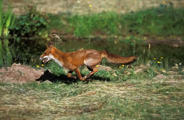 Red Fox, vulpes vulpes, Adult running, Normandy
