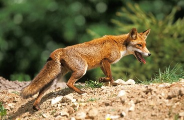 Naklejka na ściany i meble Red Fox, vulpes vulpes, Adult, Normandy