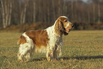 English Cocker Spaniel, Dog standing on Grass