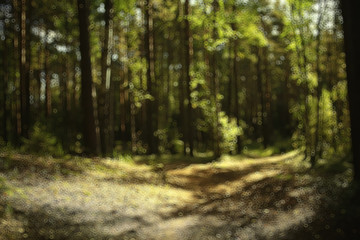 Obraz premium landscape summer forest glare sun bokeh blurred background, abstract view of trees