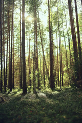 Fototapeta na wymiar sun rays in coniferous forest, abstract landscape summer forest, beautiful wilderness nature
