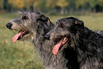 Fototapeta premium Scottish Deerhound, Portrait of Adult Dog with Tongue out