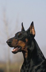 Portrait of Dobermann Dog or Dobermann Pinscher, Old Standard Breed with Cut Ears