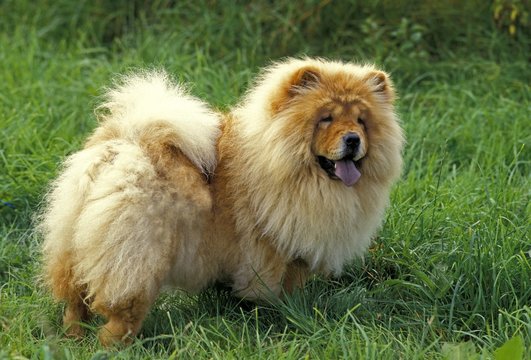 Chow Chow Dog standing on Grass