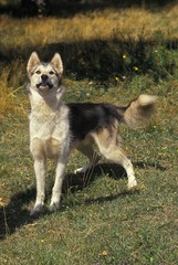 Greenland Dog standing on Grass