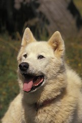 Portrait of Greenland Dog