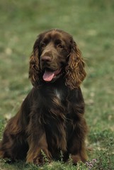 Field Spaniel Dog sitting on Grass